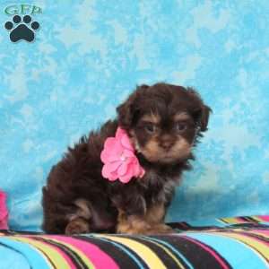 Gracie, Shih-Poo Puppy